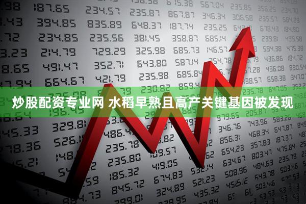 炒股配资专业网 水稻早熟且高产关键基因被发现
